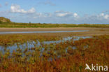 Duinen van Goeree