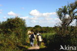 Duinen van Goeree