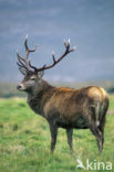 Edelhert (Cervus elaphus)