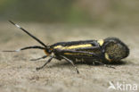 Esperiamot (Esperia sulphurella)