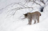 Euraziatische lynx (Lynx lynx) 