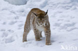 Euraziatische lynx (Lynx lynx) 