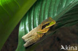 Gemaskerde boomkikker (Smilisca phaeota)