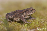 Gewone pad (Bufo bufo)