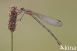 Gewone pantserjuffer (Lestes sponsa)