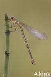 Gewone pantserjuffer (Lestes sponsa)