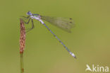 Gewone pantserjuffer (Lestes sponsa)