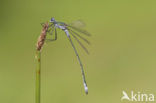 Gewone pantserjuffer (Lestes sponsa)