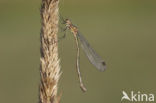 Gewone pantserjuffer (Lestes sponsa)