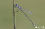 Gewone pantserjuffer (Lestes sponsa)