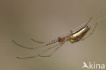 Gewone strekspin (Tetragnatha extensa)