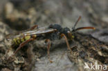 Gewone wespbij (Nomada flava)