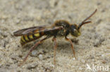 Gewone wespbij (Nomada flava)