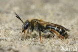 Goudpootzandbij (Andrena chrysosceles)