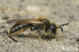 Goudpootzandbij (Andrena chrysosceles)