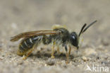 Goudpootzandbij (Andrena chrysosceles)