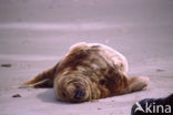 Grijze zeehond