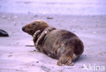 Grijze zeehond