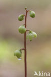 Groenbloemig wintergroen (Pyrola chlorantha)