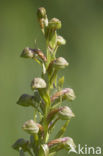 Groene nachtorchis (Coeloglossum viride) 