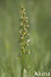 Groene nachtorchis (Coeloglossum viride) 