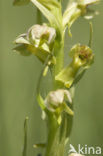 Groene nachtorchis (Coeloglossum viride) 