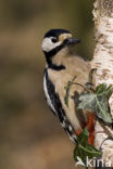 Grote Bonte Specht (Dendrocopos major)