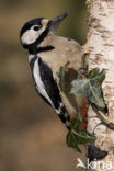 Grote Bonte Specht (Dendrocopos major)