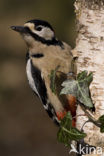 Grote Bonte Specht (Dendrocopos major)