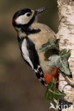 Grote Bonte Specht (Dendrocopos major)