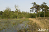 Grove den (Pinus sylvestris)