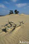 Grove den (Pinus sylvestris)