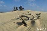 Grove den (Pinus sylvestris)