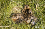 Grutto (Limosa limosa) 