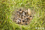 Grutto (Limosa limosa) 