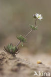 Heidespurrie (Spergula morisonii)