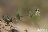 Heidespurrie (Spergula morisonii)