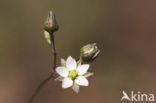 Heidespurrie (Spergula morisonii)