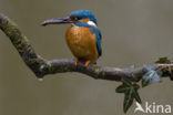 IJsvogel (Alcedo atthis)