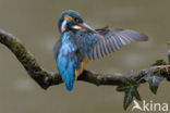 IJsvogel (Alcedo atthis)