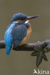 IJsvogel (Alcedo atthis)