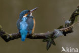 IJsvogel (Alcedo atthis)