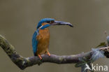 IJsvogel (Alcedo atthis)