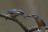 IJsvogel (Alcedo atthis)