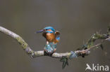 IJsvogel (Alcedo atthis)