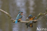 IJsvogel (Alcedo atthis)