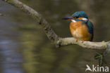 IJsvogel (Alcedo atthis)