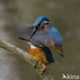 IJsvogel (Alcedo atthis)