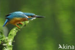 IJsvogel (Alcedo atthis)