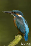 IJsvogel (Alcedo atthis)